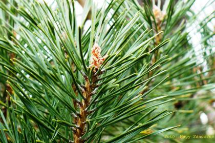 Pinus sylvestris